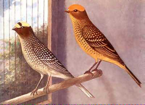 Canary Types Include The Lizard Canary